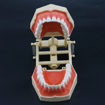Dantų Atkuriamojo Typodont Dantų Modelio 32Pcs Išimami Dantų Frasaco 3TN Tipas