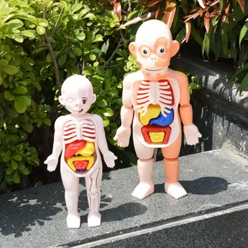 Vaikas Montessori 3D Dėlionė Žmogaus Kūno Anatomijos Modelis Mokymosi Organų Surinkti Žaislą Kūno Organų Mokymo Priemonė Vaikams